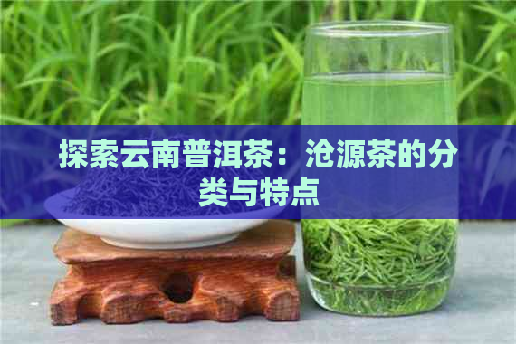 探索云南普洱茶：沧源茶的分类与特点