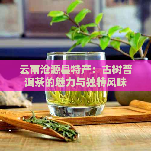 云南沧源县特产：古树普洱茶的魅力与独特风味