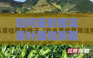 如何鉴别普洱茶叶面和茶面？一份全面指南帮你解决问题