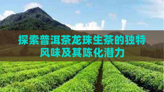 探索普洱茶龙珠生茶的独特风味及其陈化潜力