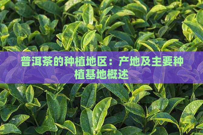 普洱茶的种植地区：产地及主要种植基地概述