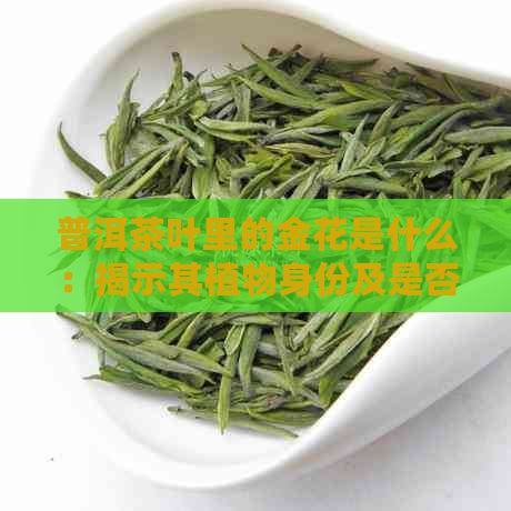 普洱茶叶里的金花是什么：揭示其植物身份及是否可饮用