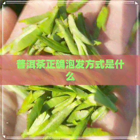 普洱茶正确泡发方式是什么