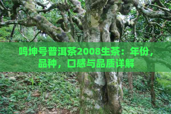 鸣坤号普洱茶2008生茶：年份，品种，口感与品质详解