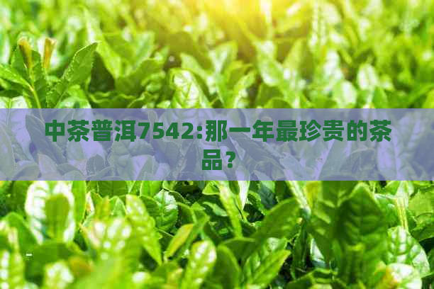 中茶普洱7542:那一年最珍贵的茶品？