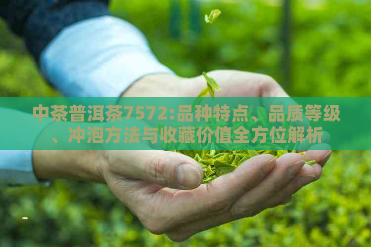 中茶普洱茶7572:品种特点、品质等级、冲泡方法与收藏价值全方位解析