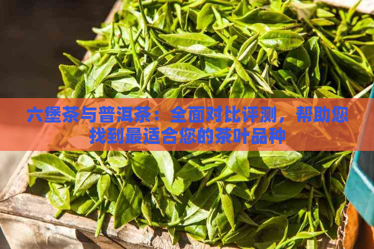 六堡茶与普洱茶：全面对比评测，帮助您找到最适合您的茶叶品种