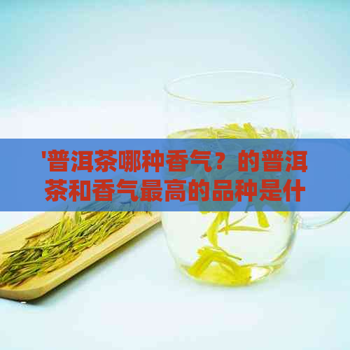 '普洱茶哪种香气？的普洱茶和香气更高的品种是什么？'