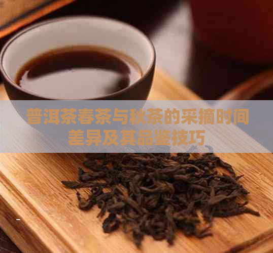 普洱茶春茶与秋茶的采摘时间差异及其品鉴技巧