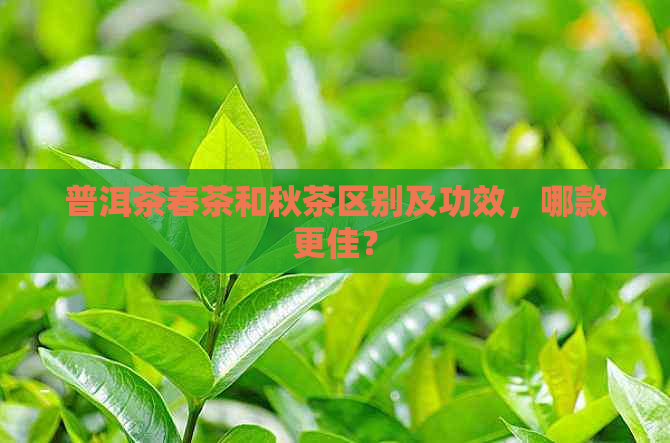 普洱茶春茶和秋茶区别及功效，哪款更佳？