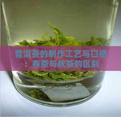 普洱茶的制作工艺与口感：春茶与秋茶的区别