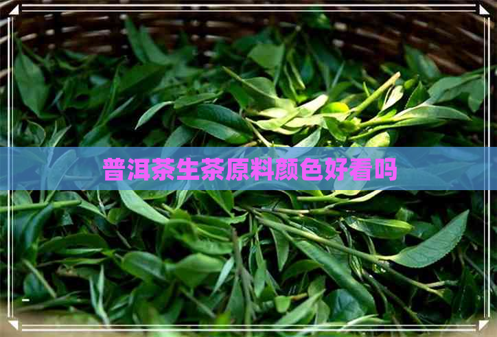 普洱茶生茶原料颜色好看吗