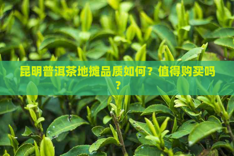 昆明普洱茶地摊品质如何？值得购买吗？