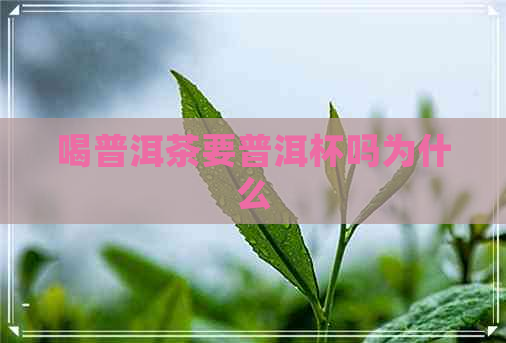 喝普洱茶要普洱杯吗为什么