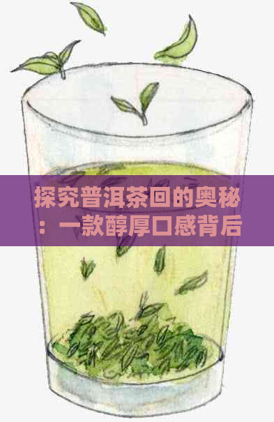 探究普洱茶回的奥秘：一款醇厚口感背后的独特风味