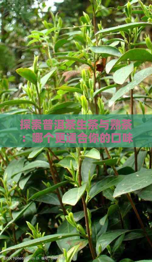 探索普洱茶生茶与熟茶：哪个更适合你的口味？