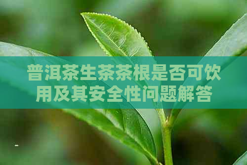 普洱茶生茶茶根是否可饮用及其安全性问题解答