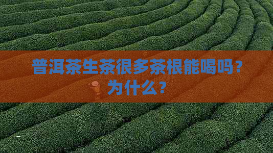 普洱茶生茶很多茶根能喝吗？为什么？