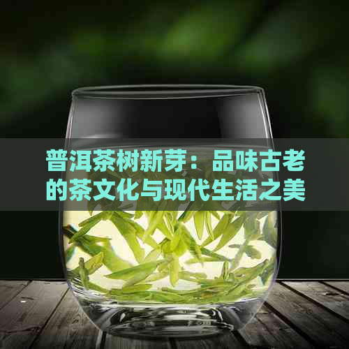 普洱茶树新芽：品味古老的茶文化与现代生活之美