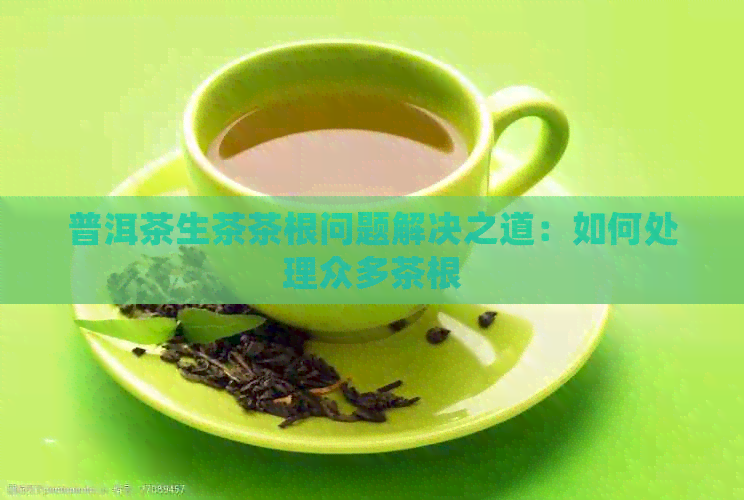 普洱茶生茶茶根问题解决之道：如何处理众多茶根