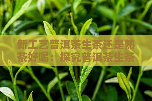 新工艺普洱茶生茶还是熟茶好喝：探究普洱茶生茶与熟茶的口感差异