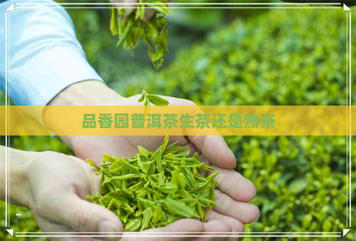 品香园普洱茶生茶还是熟茶