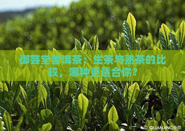 御芸堂普洱茶：生茶与熟茶的比较，哪种更适合你？