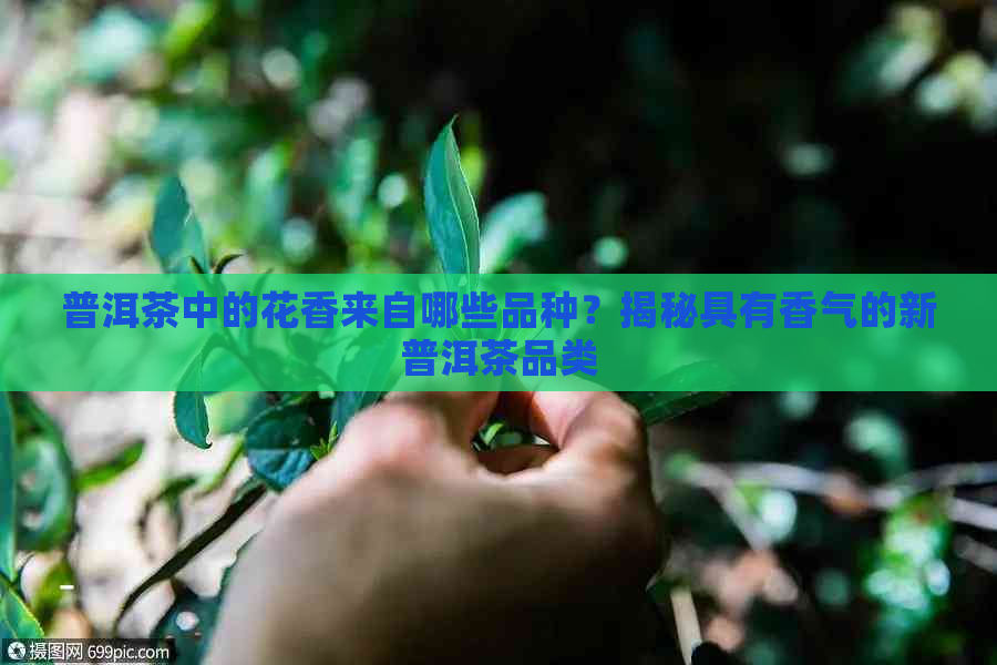 普洱茶中的花香来自哪些品种？揭秘具有香气的新普洱茶品类