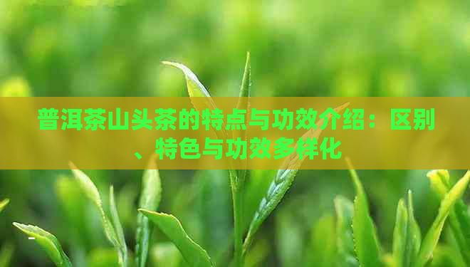 普洱茶山头茶的特点与功效介绍：区别、特色与功效多样化