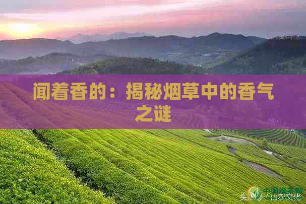 闻着香的：揭秘烟草中的香气之谜