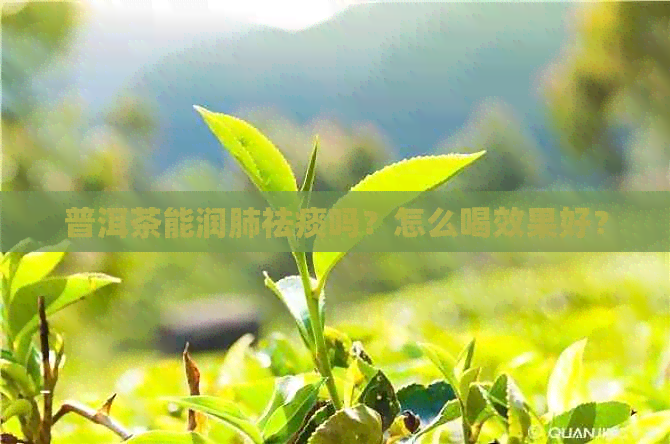 普洱茶能润肺祛痰吗？怎么喝效果好？