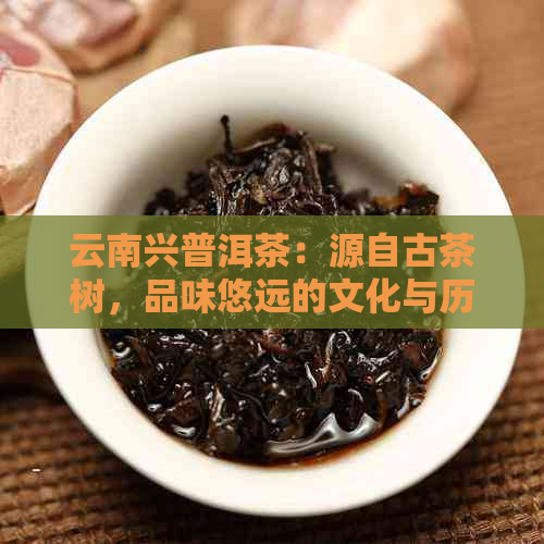 云南兴普洱茶：源自古茶树，品味悠远的文化与历