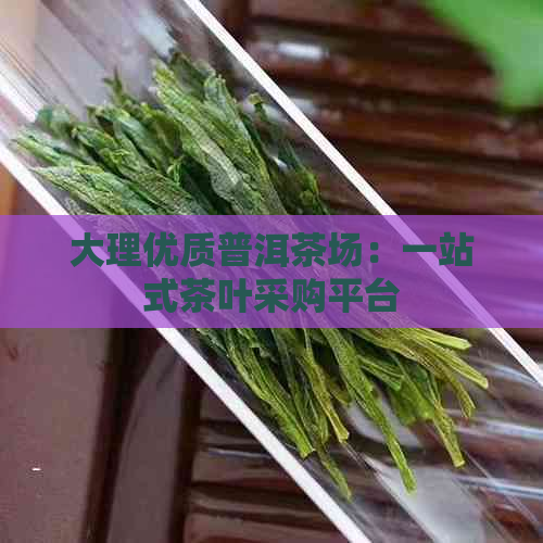 大理优质普洱茶场：一站式茶叶采购平台