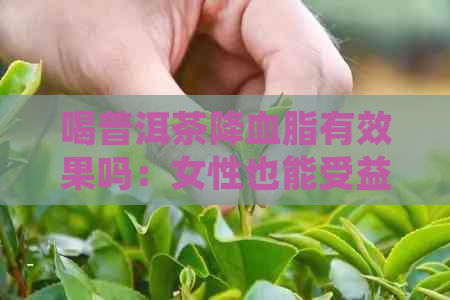 喝普洱茶降血脂有效果吗：女性也能受益，效果明显！