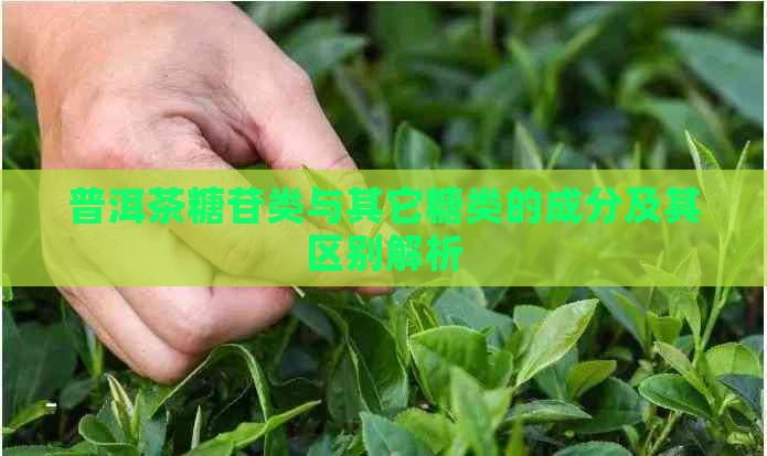 普洱茶糖苷类与其它糖类的成分及其区别解析