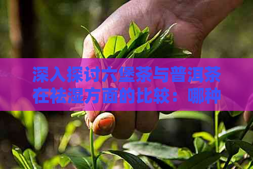 深入探讨六堡茶与普洱茶在祛湿方面的比较：哪种效果更佳？