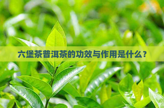 六堡茶普洱茶的功效与作用是什么？