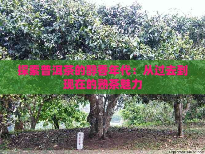 探索普洱茶的醇香年代：从过去到现在的熟茶魅力