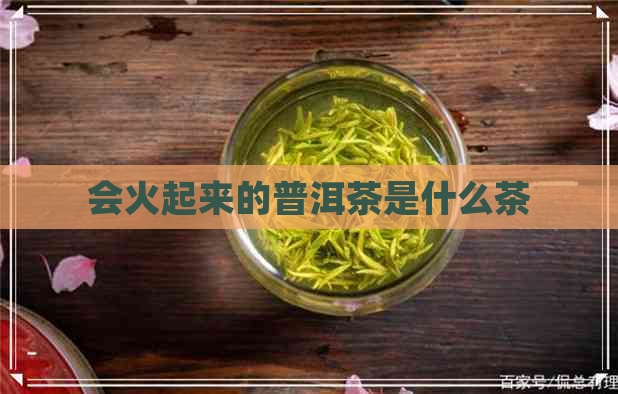 会火起来的普洱茶是什么茶