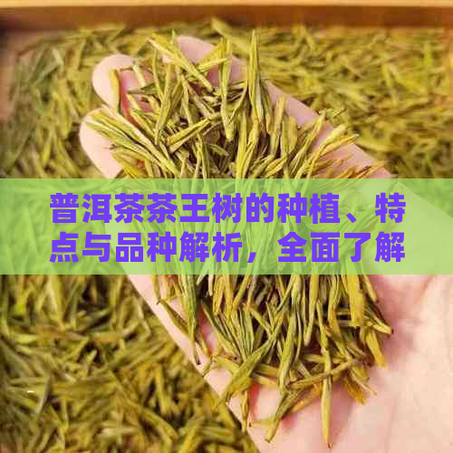 普洱茶茶王树的种植、特点与品种解析，全面了解普洱茶王树的来龙去脉