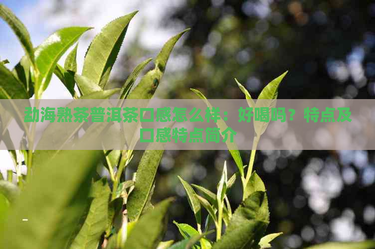 勐海熟茶普洱茶口感怎么样：好喝吗？特点及口感特点简介