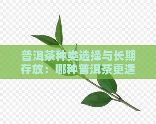 普洱茶种类选择与长期存放：哪种普洱茶更适合存放时间较长？