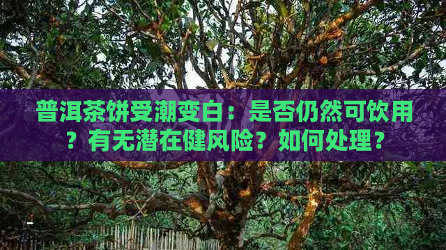 普洱茶饼受潮变白：是否仍然可饮用？有无潜在健风险？如何处理？