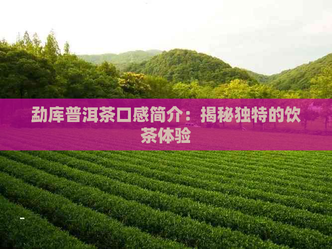 勐库普洱茶口感简介：揭秘独特的饮茶体验