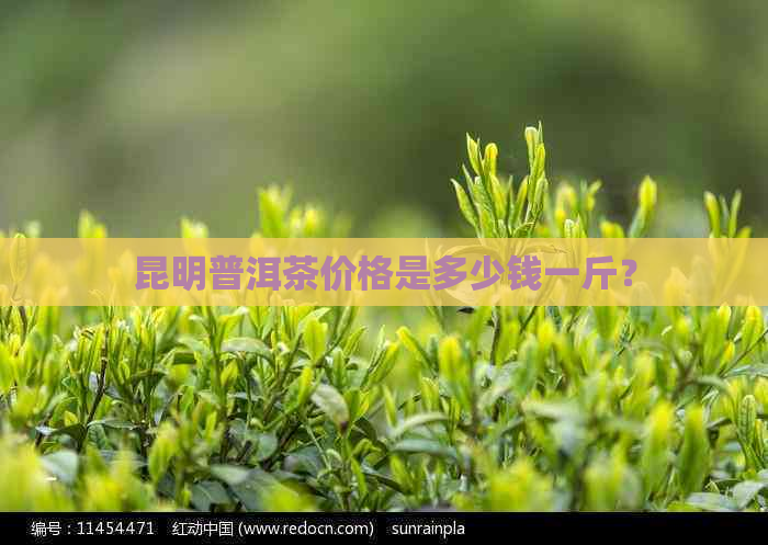 昆明普洱茶价格是多少钱一斤？