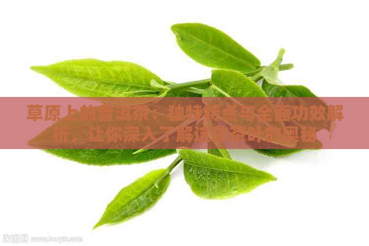 草原上的普洱茶：独特特点与全面功效解析，让你深入了解这款茶叶的奥秘