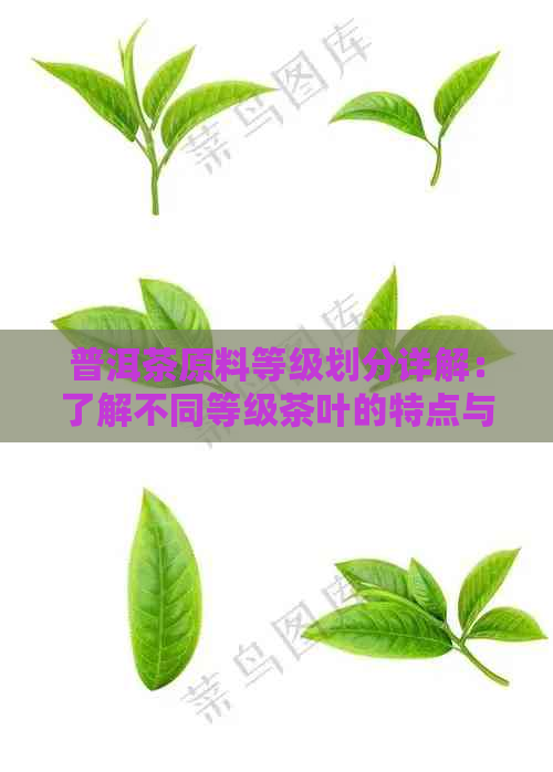 普洱茶原料等级划分详解：了解不同等级茶叶的特点与价值