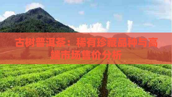 古树普洱茶：稀有珍藏品种与高端市场售价分析