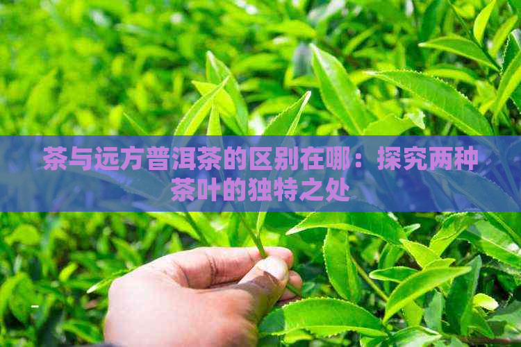 茶与远方普洱茶的区别在哪：探究两种茶叶的独特之处