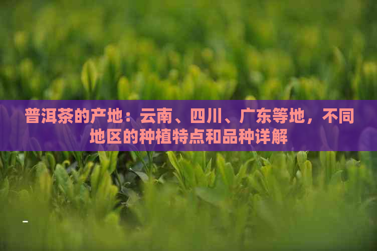 普洱茶的产地：云南、四川、广东等地，不同地区的种植特点和品种详解